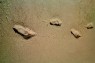 mans first steps