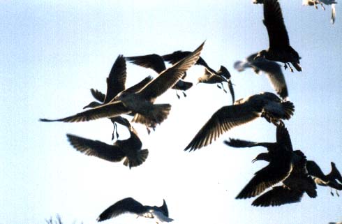 now these guys really now how to get some air